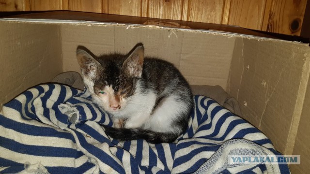 Про котейку