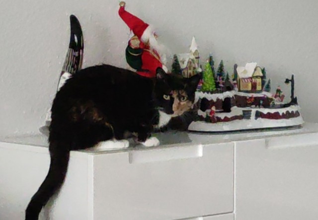 Котородня