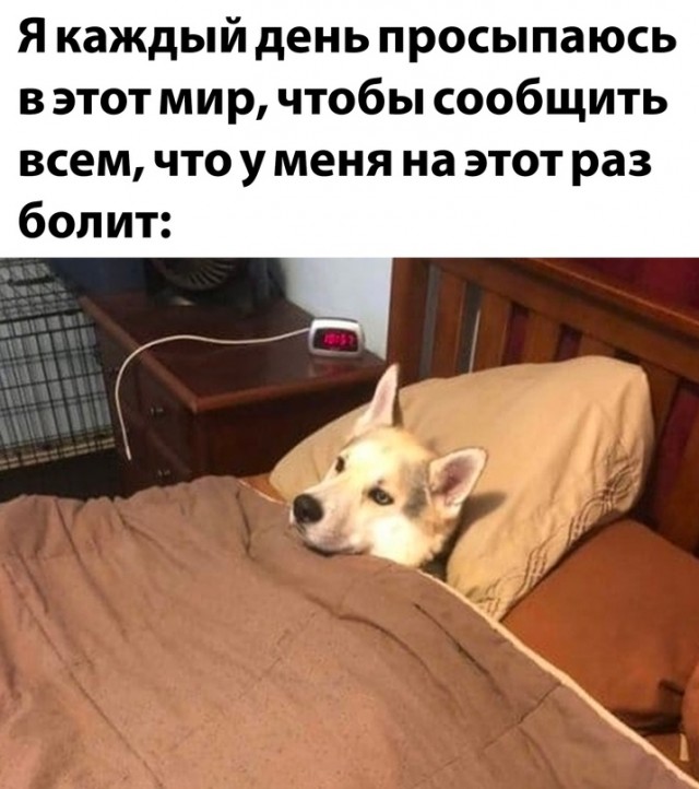 Весёлый полтишок 11.01.23