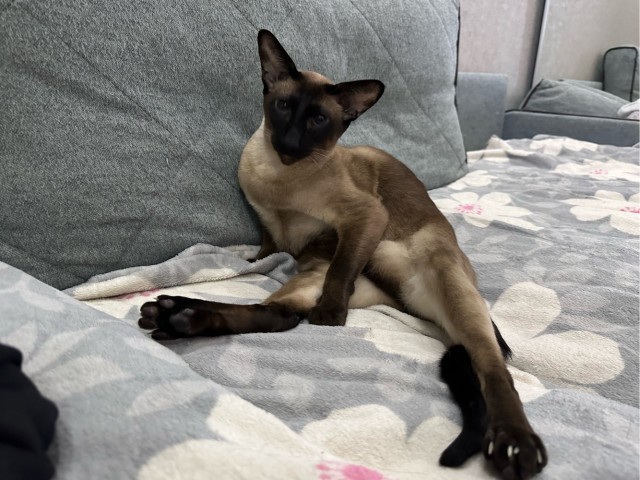 Котовторник 17.01.23