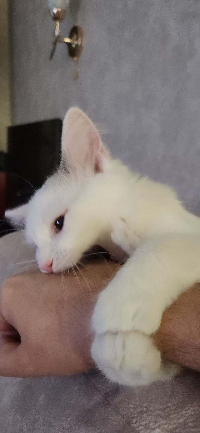 К котовторнику