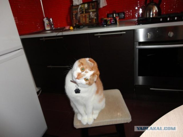 Котовторник 26.03.2013