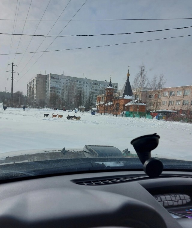 В г.Иваново бродячие собаки напали на детей