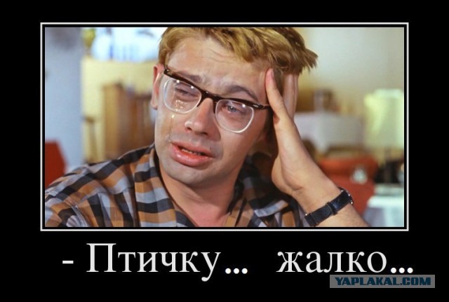 Мохнатые против пернатых