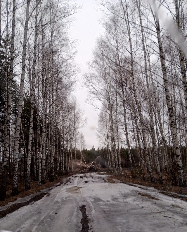 Прогулка по лесу!