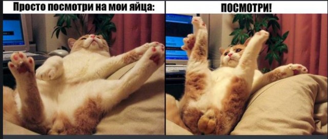 Победная поступь идиотизма по планете – том 13