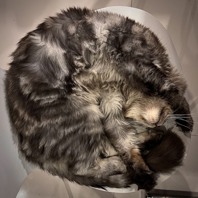 Котовторник. Моему мультяшке 1 год