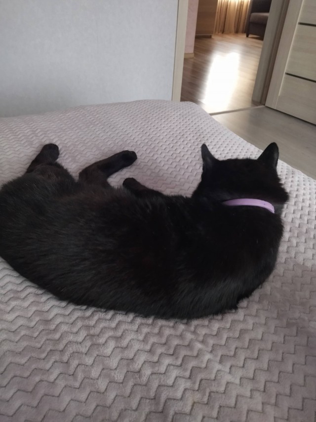 Опоздал к котовторнику, но все же...