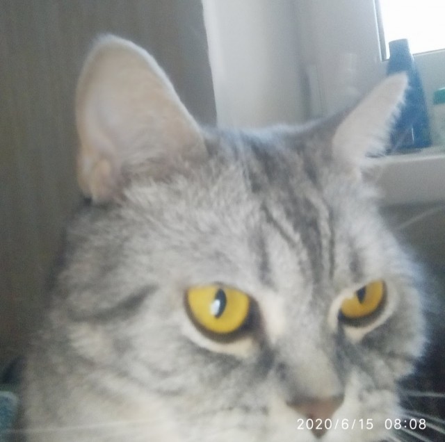 Юбилей кота 09.ХII.2013