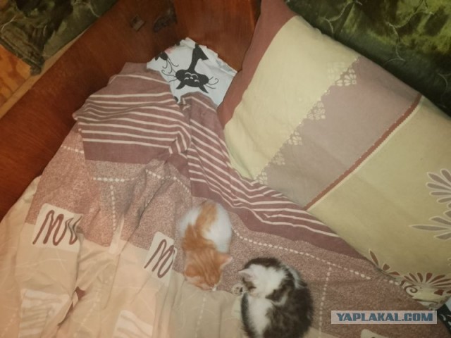 Жизнь домашнего приюта для котеек 494