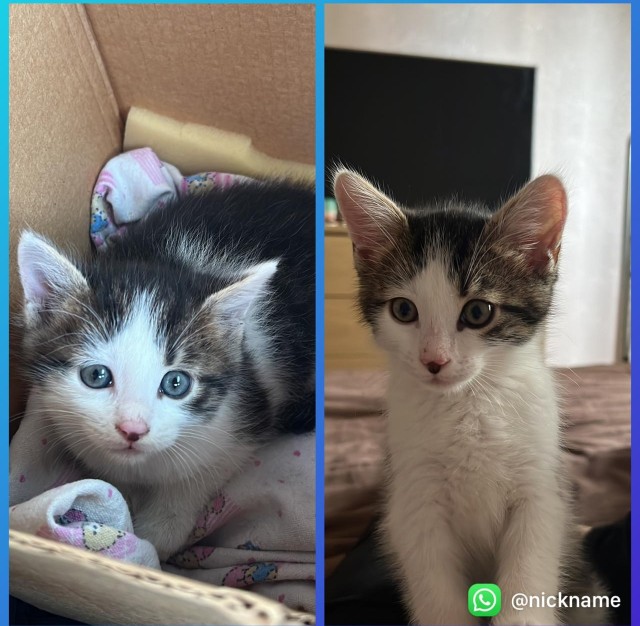 Подборка котов, нашедших свой дом
