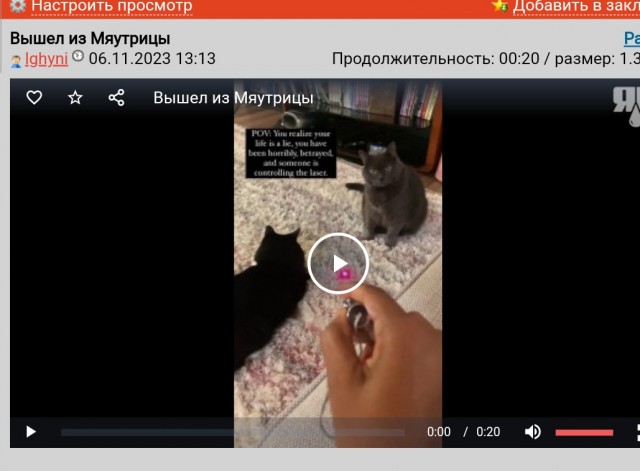 Кот, которому удалось выйти из матрицы