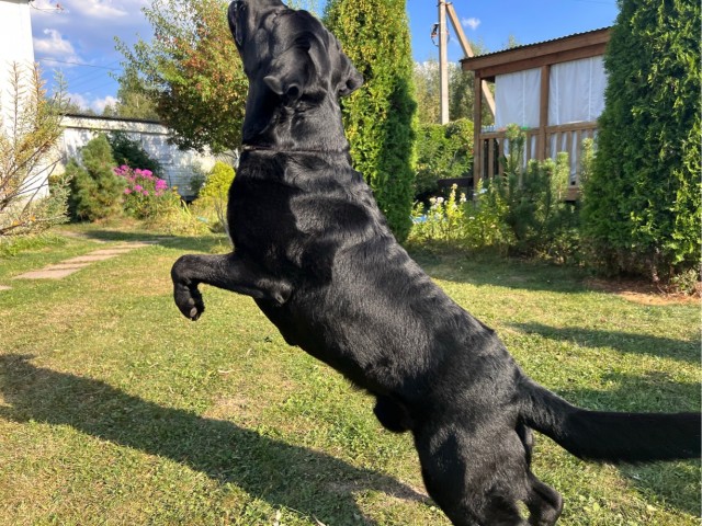 А вы как собак выгуливаете?