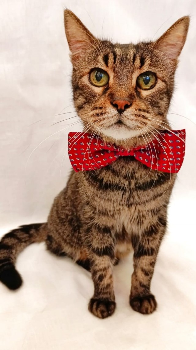 Явление кота