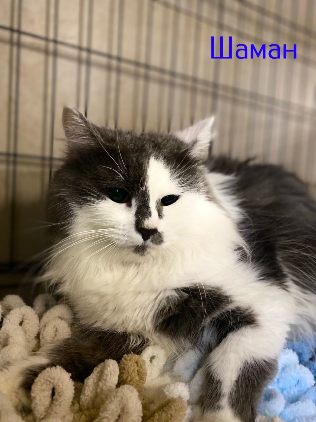 Жизнь домашнего приюта "Котоленд" 484