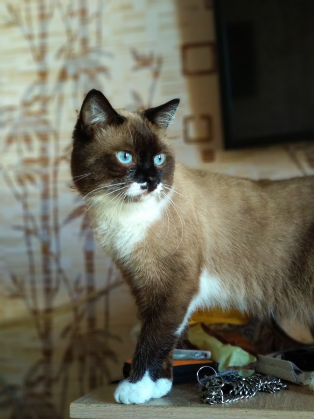 Мой котеич