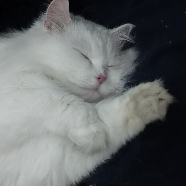 Моя жена не умеет фоткать кота