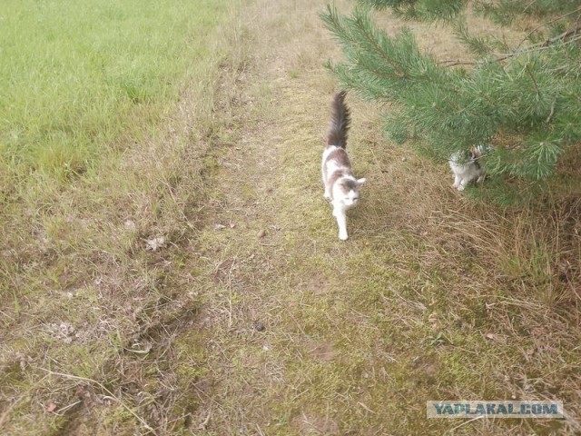 Жизнь домашнего приюта для котеек 556