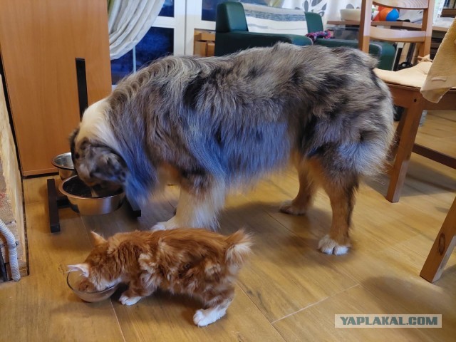 К предстоящему котовторнику