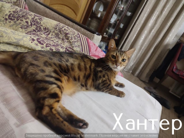 Жизнь домашнего приюта "Котоленд" 524. Нам сегодня 10 лет!