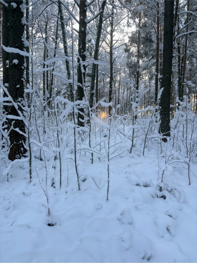 Зимняя дорога