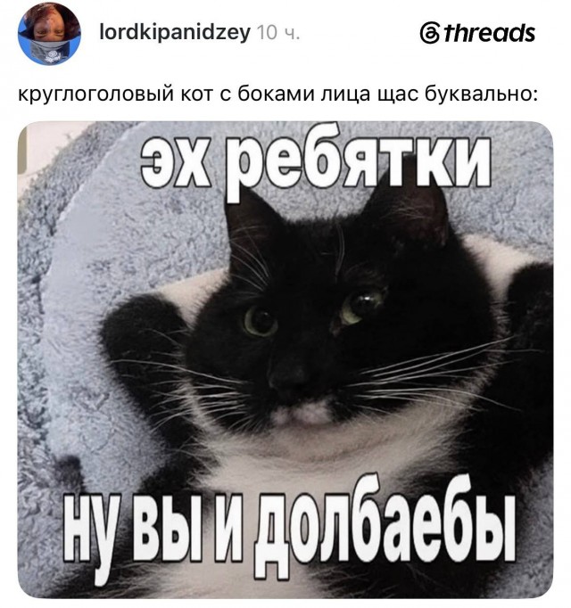 В интернете спорят из-за кота с «огромной круглой головой», который в итоге собрал армию фанатов