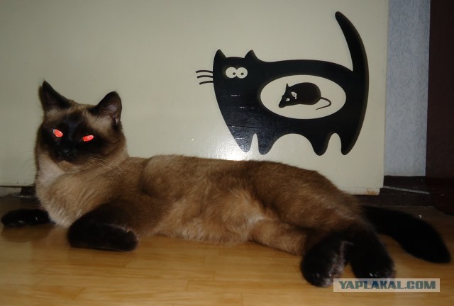 Котовторник 22.04.2014