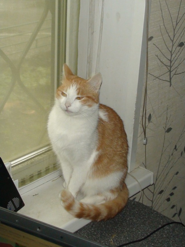 Котовторник 6.05.2014