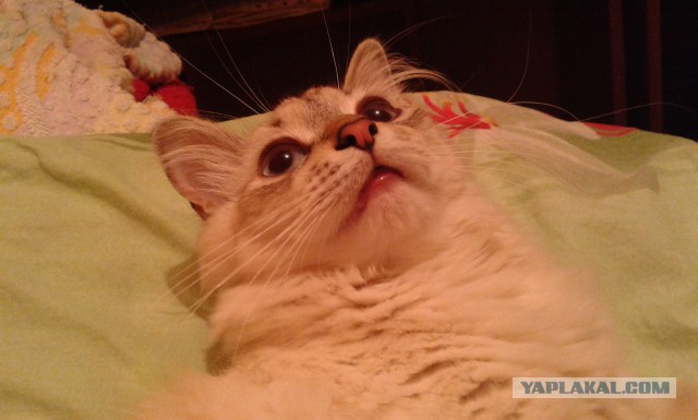 Котовторник 15.07.2014.