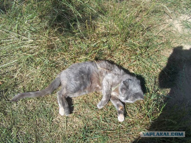 Жизнь домашнего приюта для котеек 19