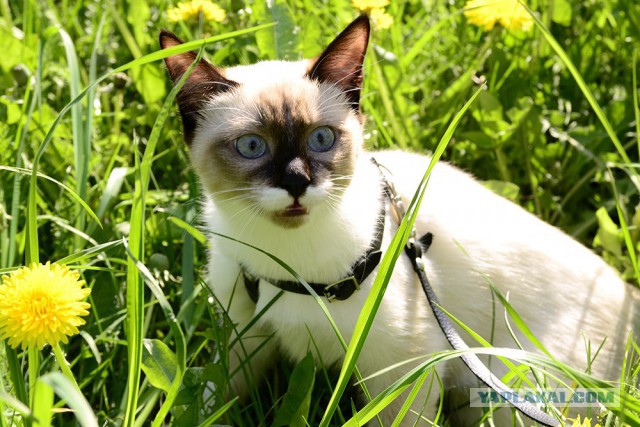Котовторник 12.08.2014