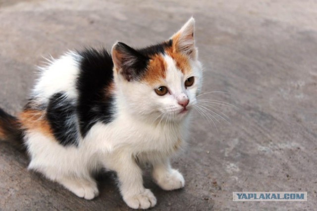 Котовторник 09.09.2014