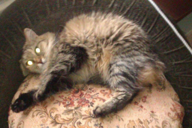 Котовторник 31.03.2015
