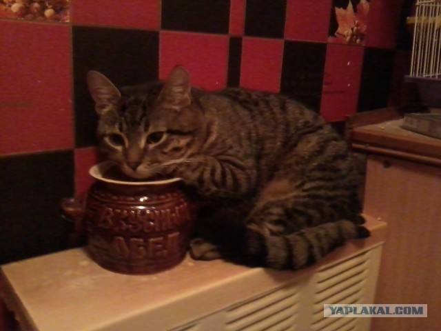 Котовторник 12.03.13