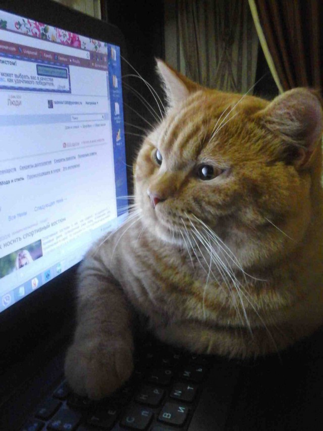 Котовторник 28.07.2015
