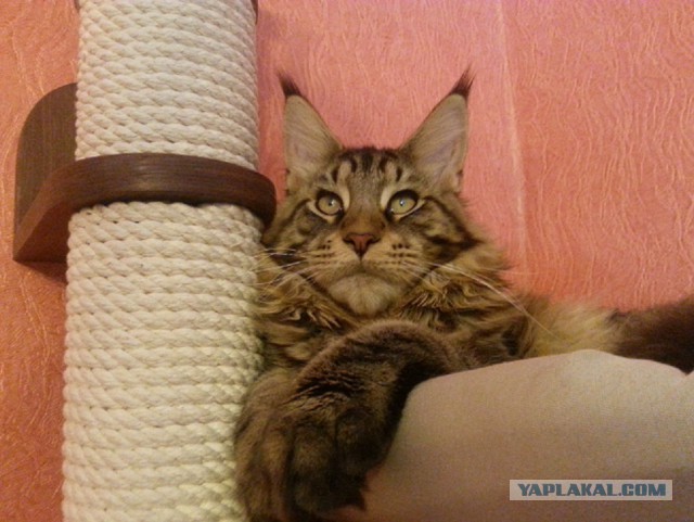 Мей Кун