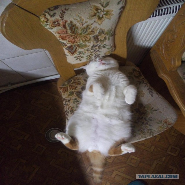Котовторник 15.12.2015
