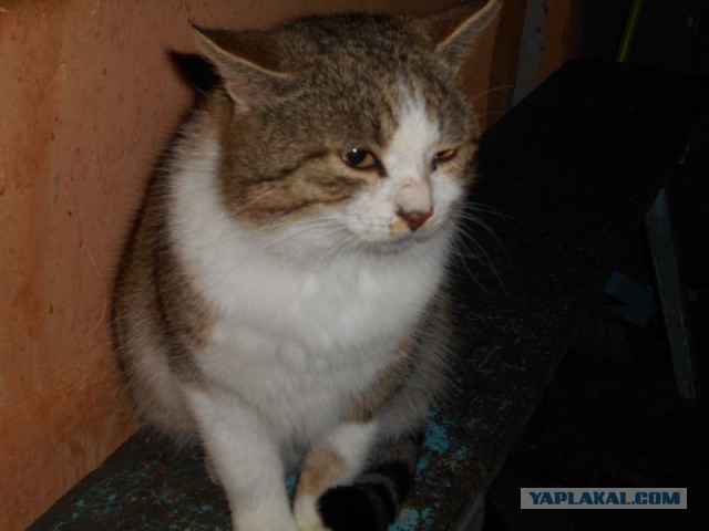 Жизнь домашнего приюта для котеек 101