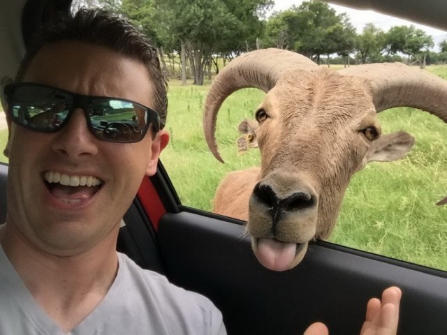 Скотинки - Животинки