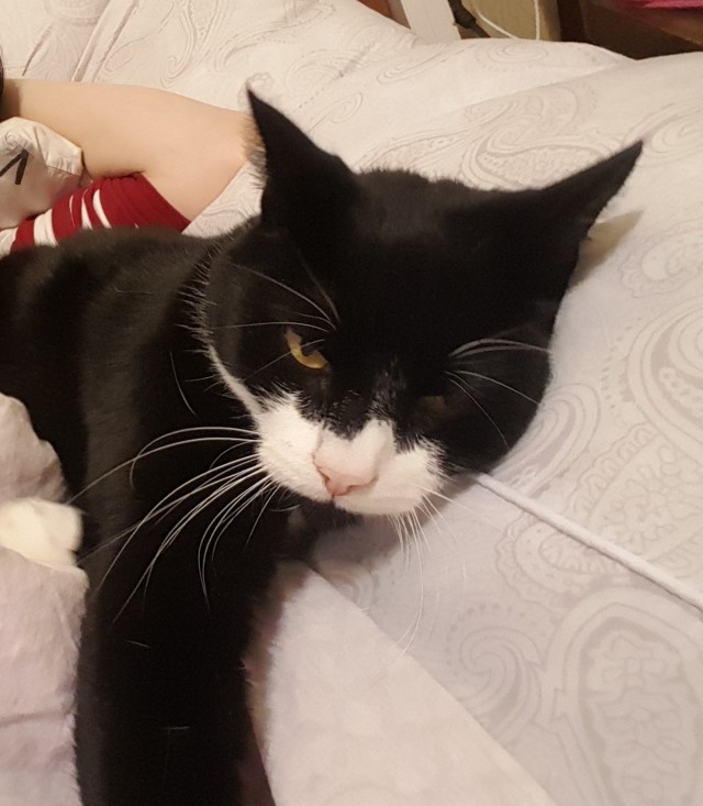 Котовторник 04.10.16