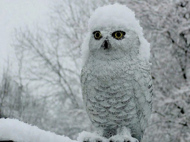 Самые смешные животные