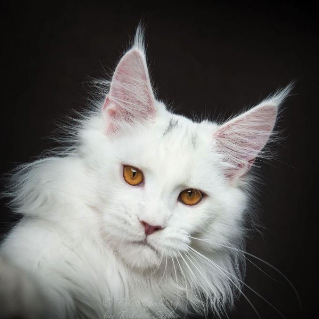 Коты и Кошки