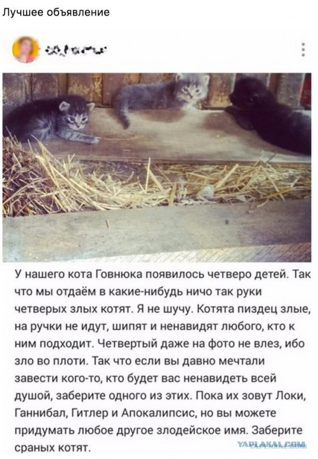 Котовторник 16.05.2017