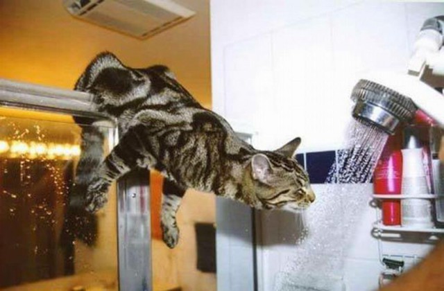 Коты и Кошки