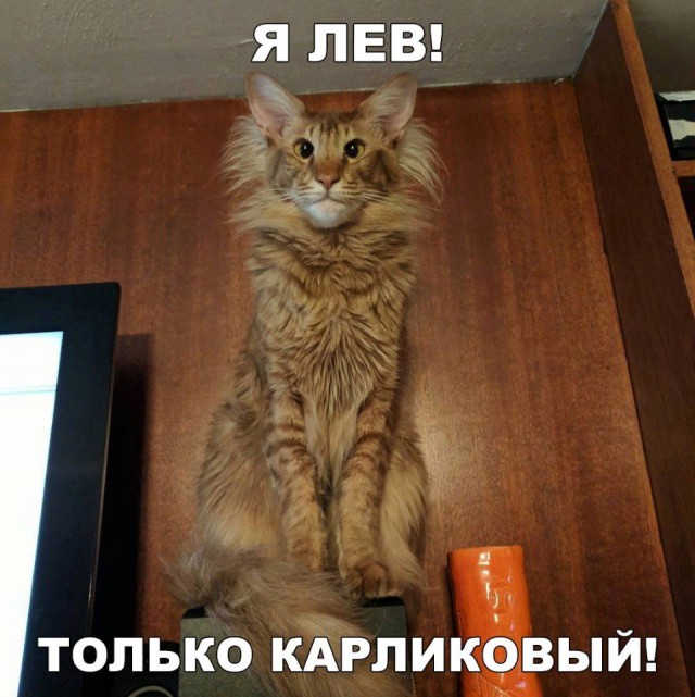 Забавных картинок не хотите ли?