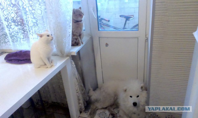 Наши собаки
