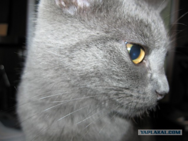 Котовторник  14.11.2017