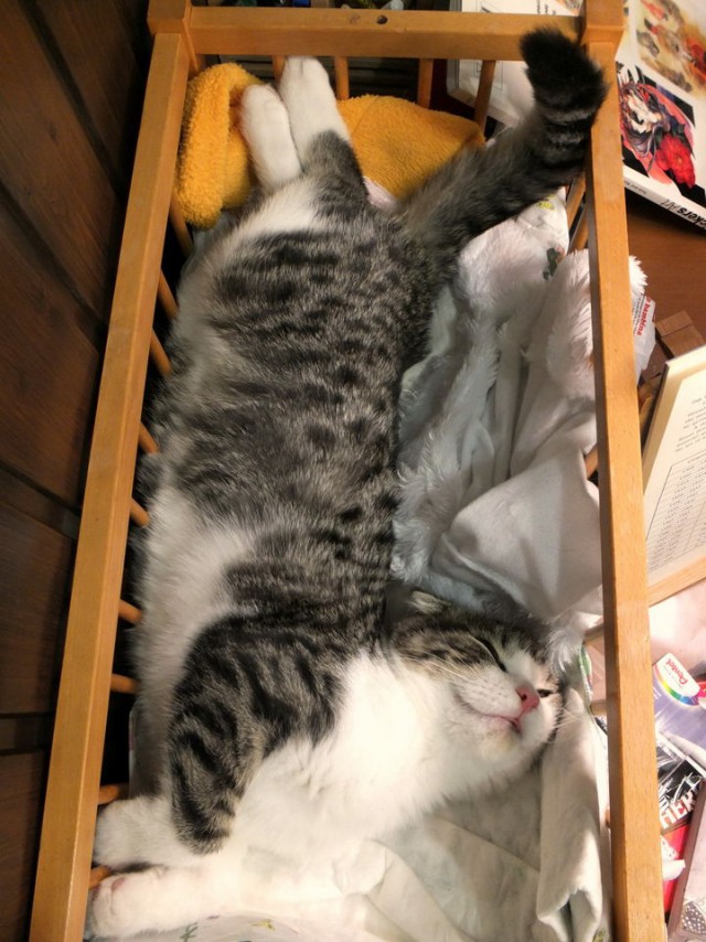Коты и Кошки
