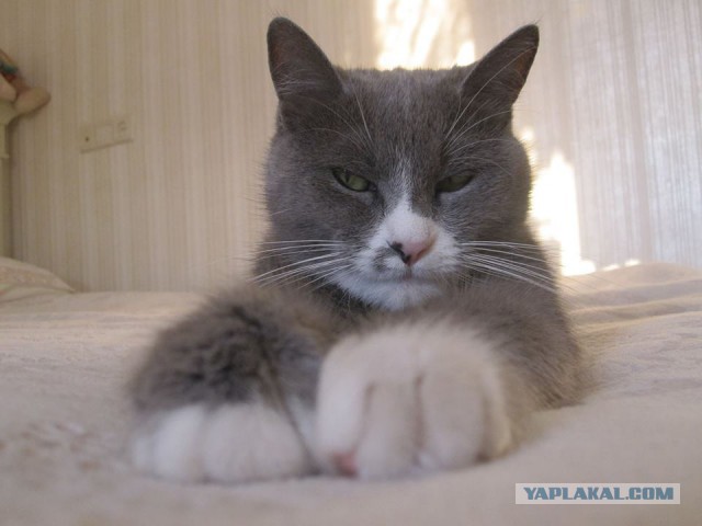 Котовторник  05.12.2017