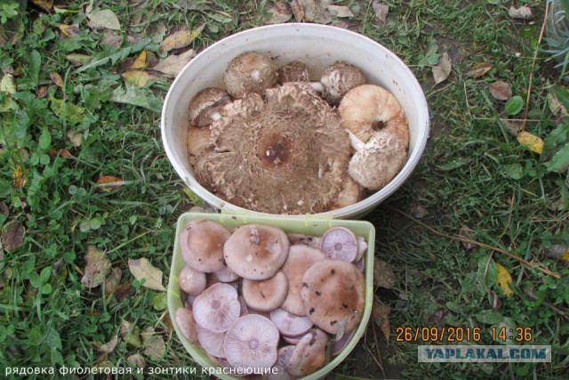 А у нас начало грибного сезона